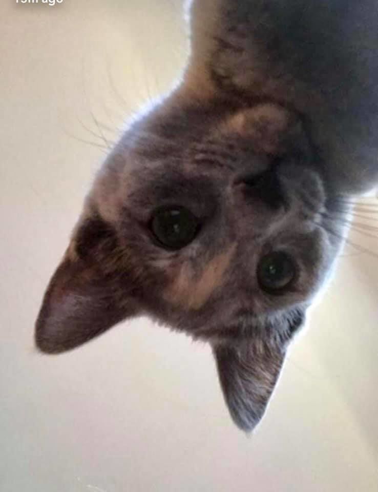 Athena - Patty Mulinix.jpg